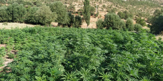28,2 Kilogram Kubar Esrar Ele Geçirildi