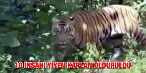 10 İNSANI YİYEN KAPLAN ÖLDÜRÜLDÜ