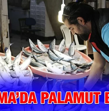 BANDIRMA'DA_PALAMUT_BOLLUGU