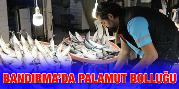 BANDIRMA’DA PALAMUT BOLLUĞU