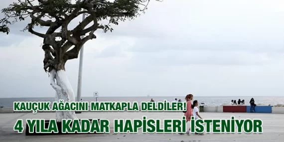KAUÇUK AĞACINI MATKAPLA DELDİLER! 4 YILA KADAR HAPİSLERİ İSTENİYOR!