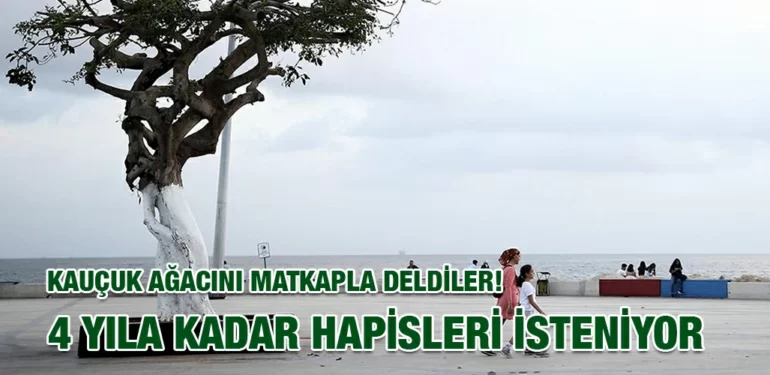 KAUCUK_AGACINI_DELDİLER_KRITER_HABER