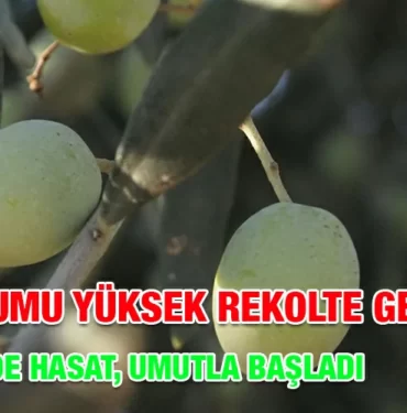 zeytin_hasadi_kriter_haber