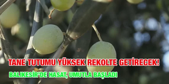 BALIKESİR’DE HASAT, UMUTLA BAŞLADI