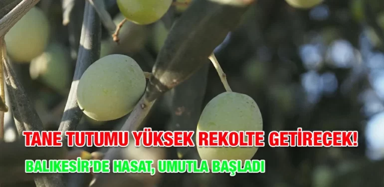 zeytin_hasadi_kriter_haber
