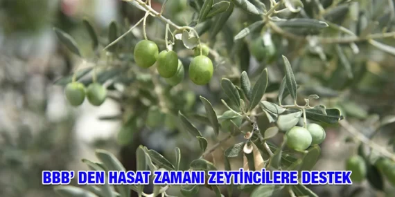 BBB’DEN HASAT ZAMANI ZEYTİNCİLERE DESTEK