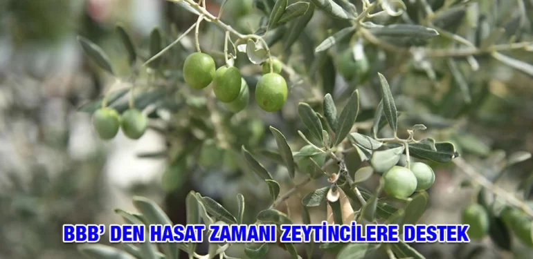 zeytincilere_destek_kriter_haber