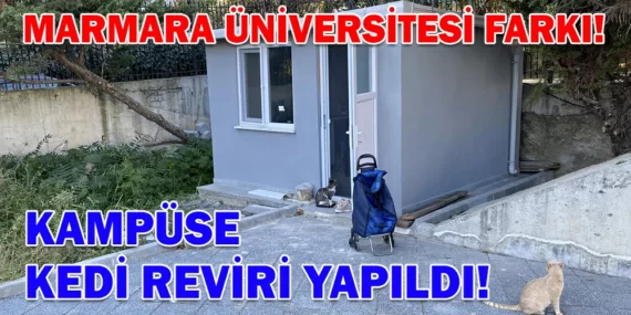 MARMARA ÜNİVERSİTESİ FARKI! KAMPÜSE KEDİ REVİRİ YAPILDI!