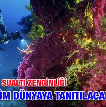 kirmizi_mercanlar_kriter_haber