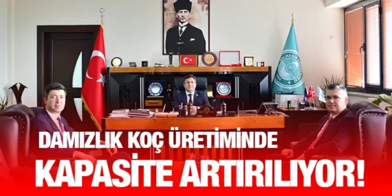 Damızlık Koç Üretiminde Kapasite Artırılıyor