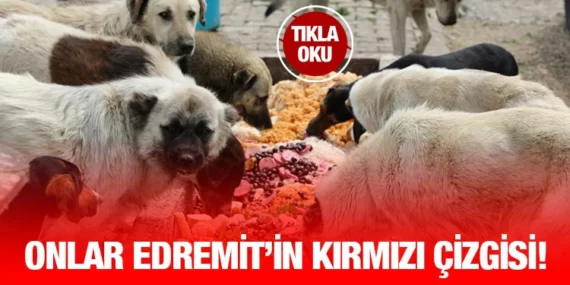 SOKAKTAKİ CANLAR EDREMİT BELEDİYESİ’NE EMANET