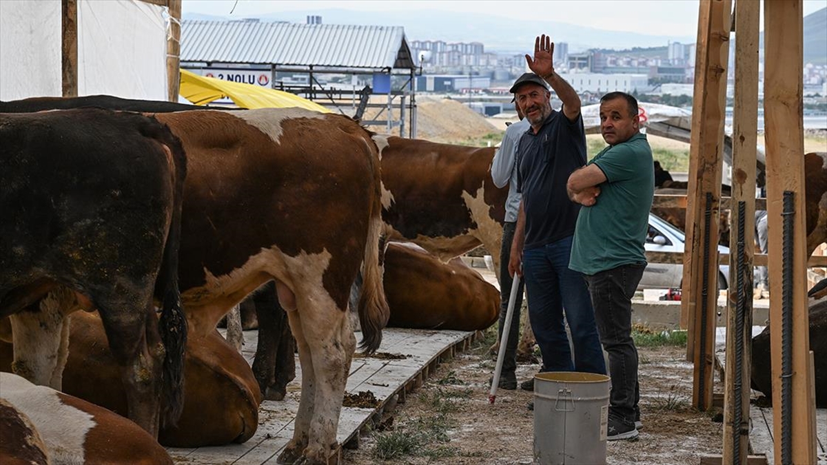 baskentteki-hayvan-pazarlarinda-kurbanliklar-alicilarini-bekliyor-yZVeakGe.jpg