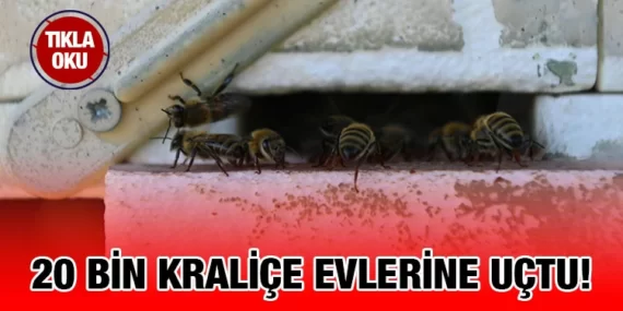20 bin kraliçe evlerine uçtu