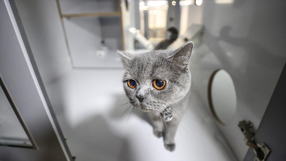 bursadaki-kedi-kopek-oteli-bayram-tatilinde-tam-kapasite-calisiyor-3ejf9FKs.jpg