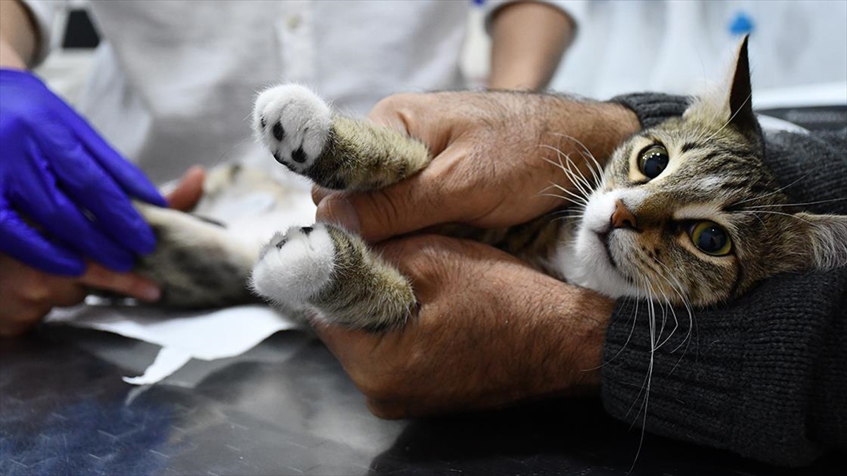 felcli-kedi-yavrusu-elektrik-akimli-fizik-tedaviyle-yeniden-yurumeye-basladi-l6QWVy3F.jpg
