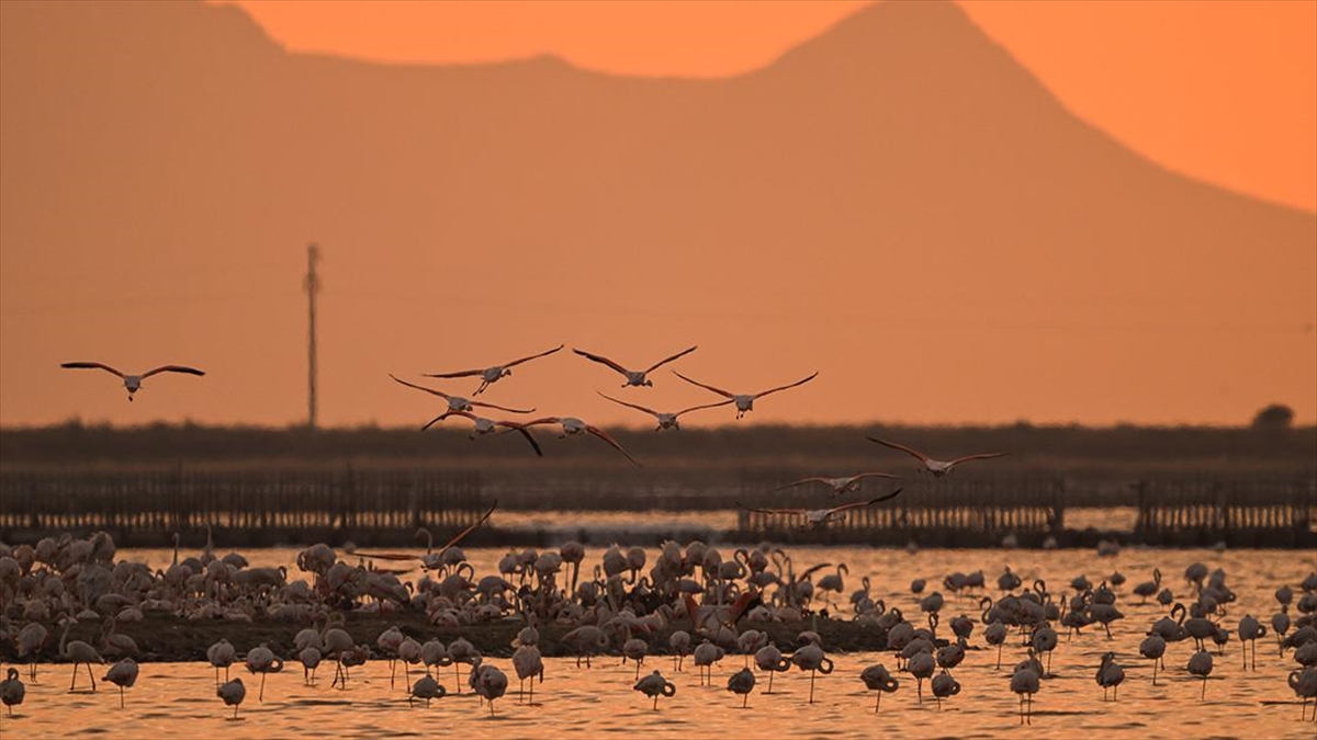 gediz-deltasinda-binlerce-flamingo-yumurtadan-cikti-QrUGJbjG.jpg