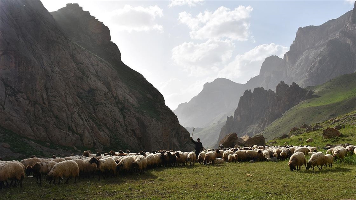 gocerler-yazi-gecirmek-icin-van-ve-hakkarideki-serin-yaylalari-tercih-ediyor-P6A2WMHa.jpg