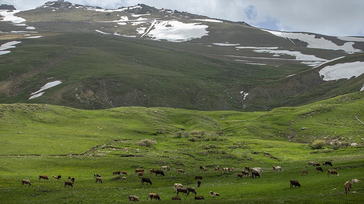 karlarin-eridigi-palandoken-dagi-ciceklerin-farkli-tonlariyla-renklendi-1nfFnYWF.jpg