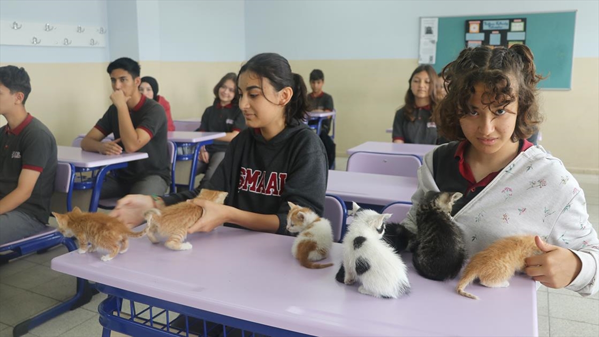 kedi-sutlac-ve-yavrulari-lisenin-yeni-uyeleri-oldu-My7fRLvd.jpg