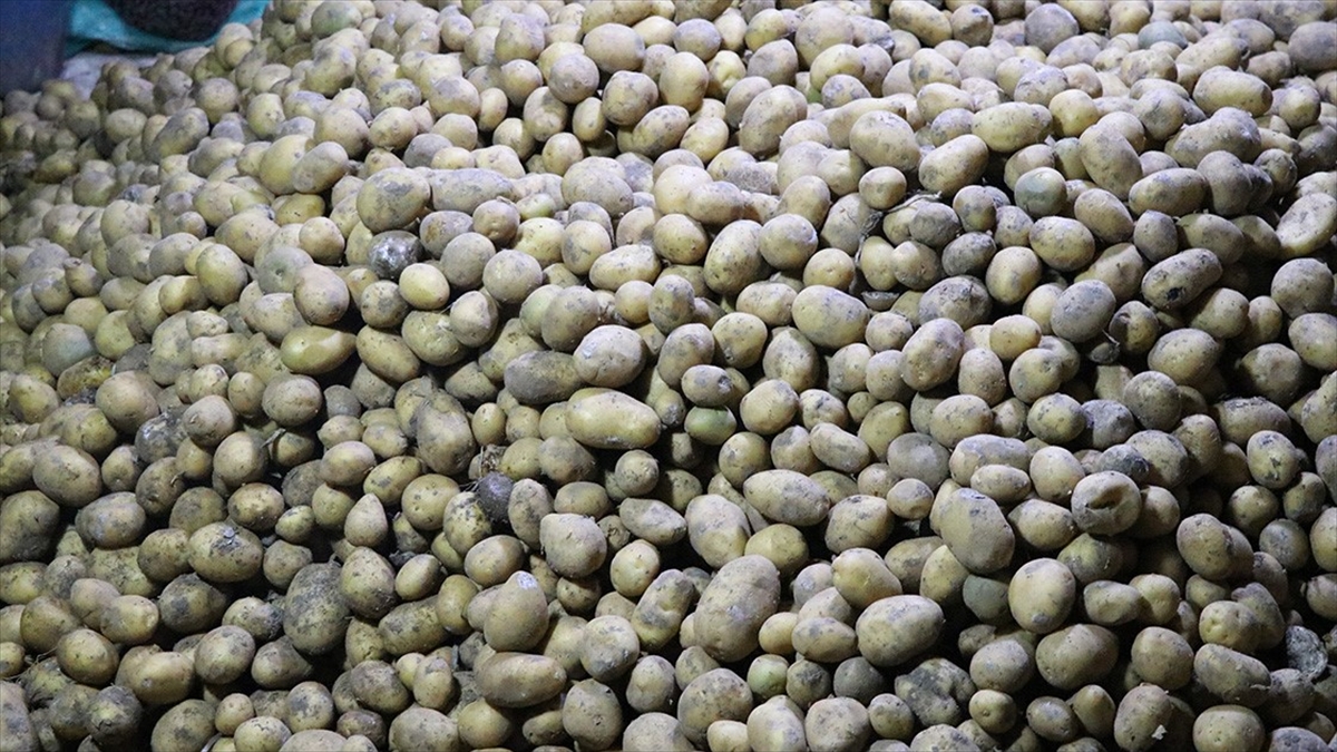 mayista-fiyati-en-fazla-artan-urun-patates-ve-bazi-yumru-bitkiler-en-fazla-dusen-dogal-gaz-oldu-jzjUSBZd.jpg