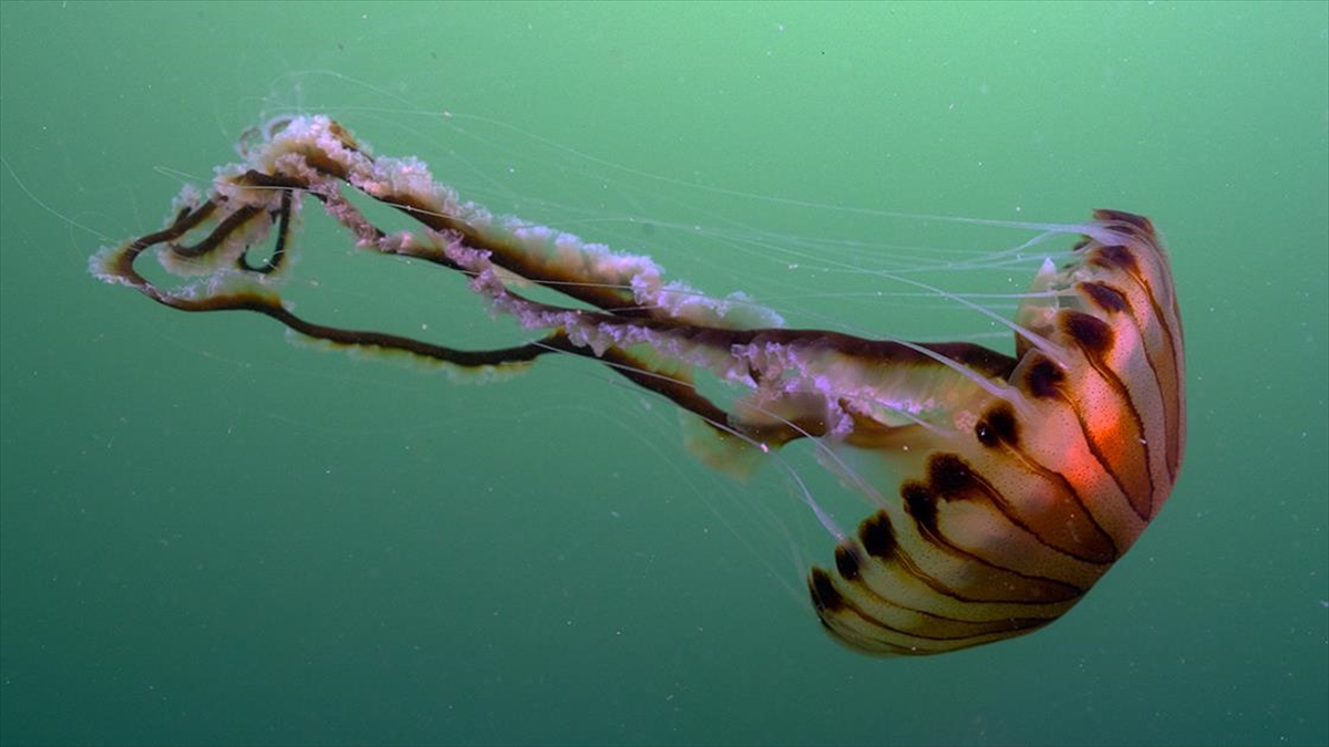 pusula-denizanalarinin-cogalmasinda-musilajin-rolu-buyuk-BqUL1FcT.jpg