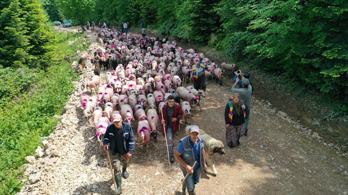 sakaryada-yaylacilarin-renkli-goc-yolculugu-basladi-tCZUXs97.jpg