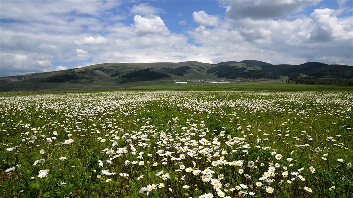 sarikamisin-dogasi-papatya-ve-gelinciklerle-suslendi-cl3DIWBy.jpg
