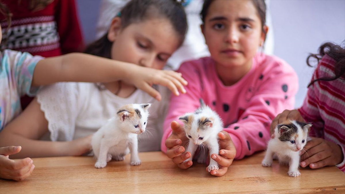 sinifta-dogum-yapan-kedi-ile-yavrularina-ogretmen-ve-ogrencileri-sahip-cikti-w9Hy1Mv1.jpg