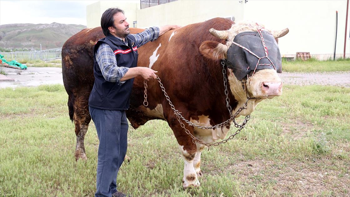 sivasta-agirligi-1-ton-600-kiloyu-asan-kurbanlik-boga-alicisini-bekliyor-TQuZ3py4.jpg