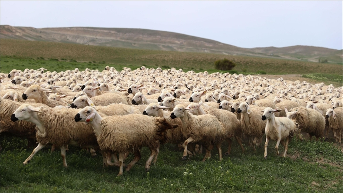 tudkiyeb-genel-baskani-celik-bayram-icin-kucukbas-hayvan-varligimiz-fazlasiyla-mevcut-eqsymFub.jpg