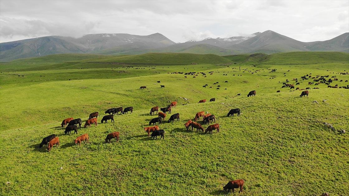 turk-yatirimcilarin-zengilandaki-ornek-projesi-dost-agropark-AAxTIzEN.jpg