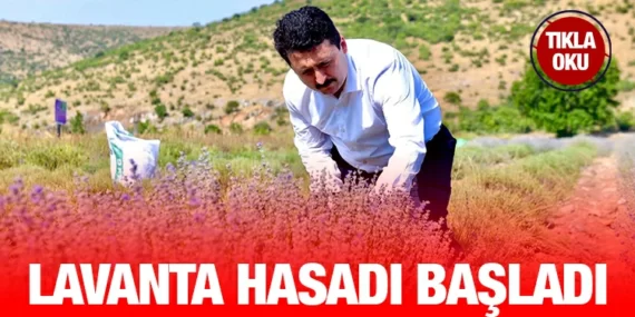 ALTIEYLÜL LAVANTA HASADI BAŞLADI