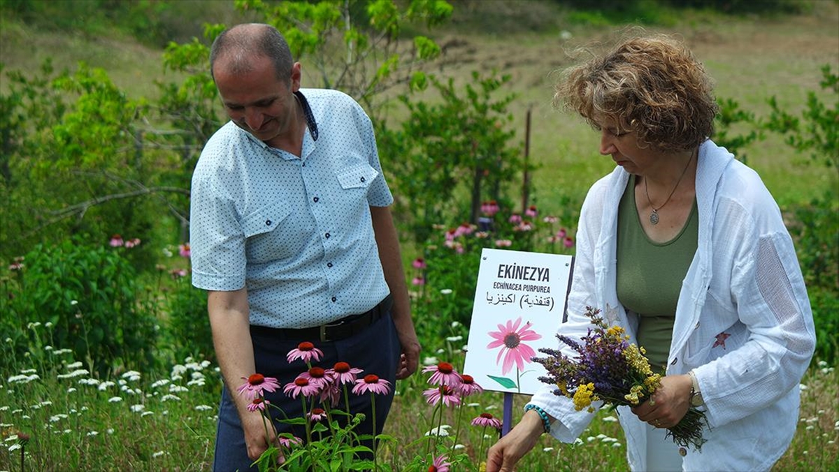 bursali-doktorun-niluferdeki-10-donumluk-tibbi-aromatik-bahcesi-dogaseverleri-agirliyor-d9PFVn6G.jpg