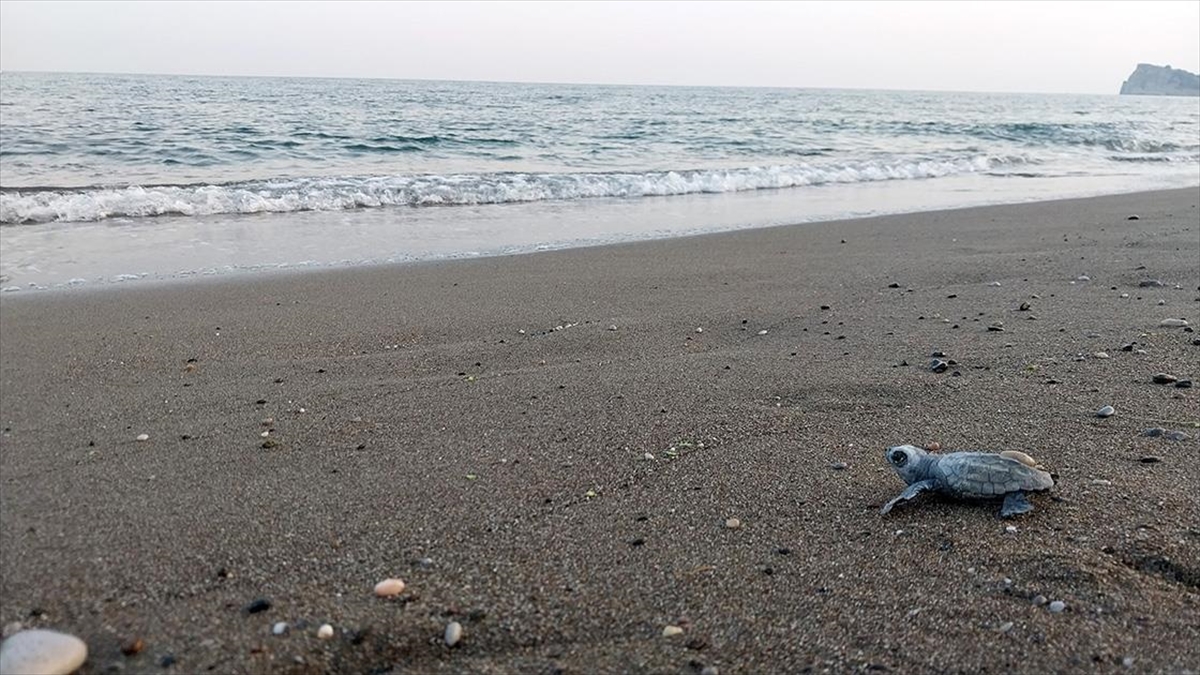 sarigerme-sahilindeki-yuvalardan-sezonun-ilk-caretta-caretta-yavrulari-cikti-uV87QEB6.jpg