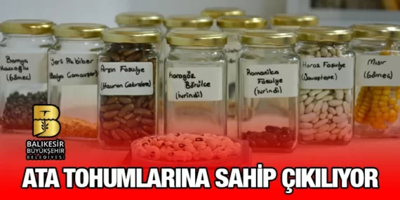 Büyükşehir Belediyesi, ata tohumlarına sahip çıkıyor