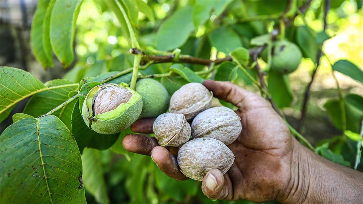 ab-tescilli-caglayancerit-cevizinde-rekolte-genc-fidanlarin-yetismesiyle-artiyor-lDHHTrNY.jpg