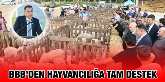 Dursunbeyli üreticiye damızlık küçükbaş hayvan desteği