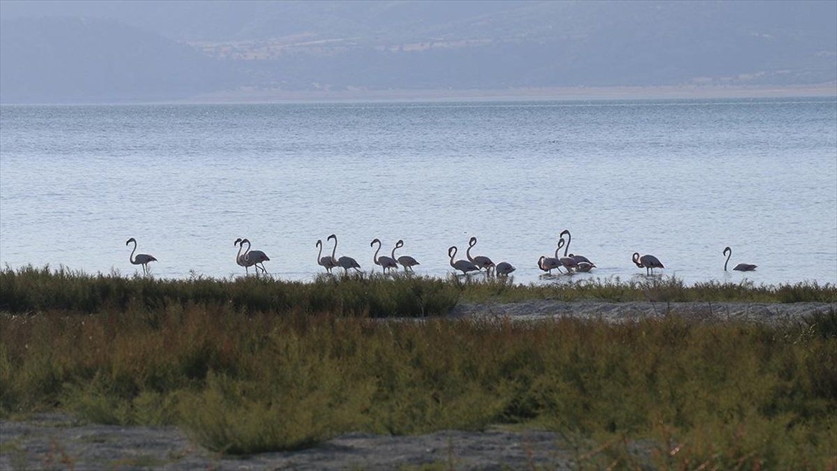 burdur-golunde-beslenen-flamingolar-goruntulendi-Ads8FvAz.jpg