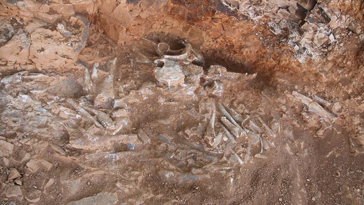 denizlide-9-milyon-yil-oncesine-ait-oldugu-degerlendirilen-hayvan-fosilleri-bulundu-Rt28jJzr.jpg