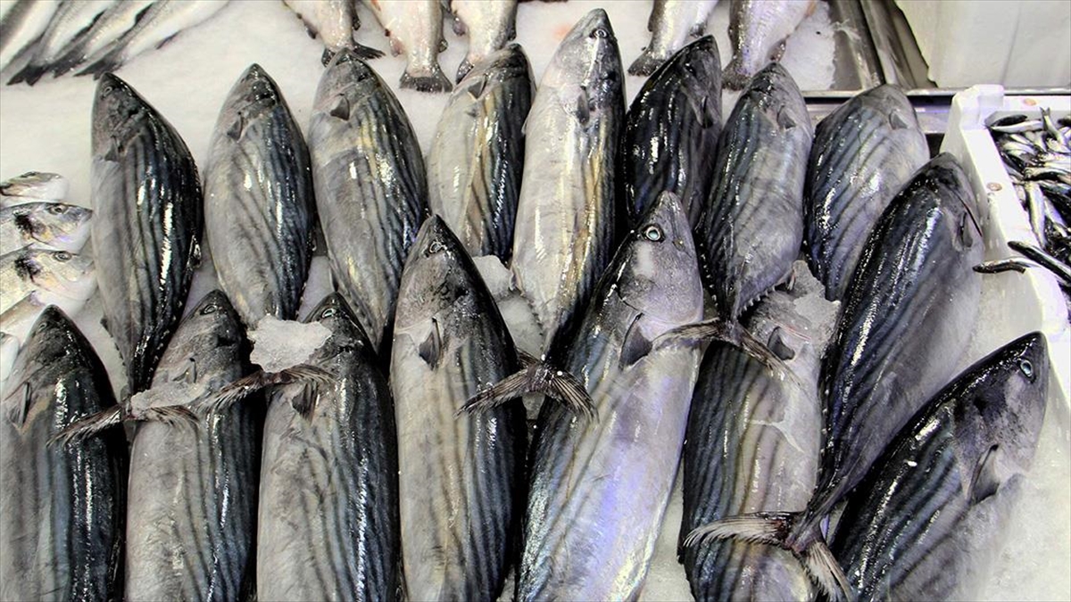 iklim-degisikligi-baliklari-da-olumsuz-etkiledi-25KANZeC.jpg