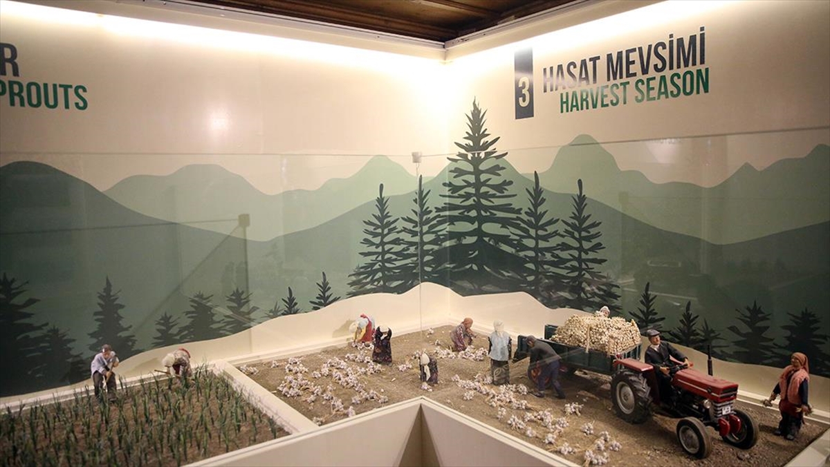 taskopru-sarimsaginin-tarladan-pazara-seruveni-maket-ve-heykellerle-anlatiliyor-RMhfjGwe.jpg