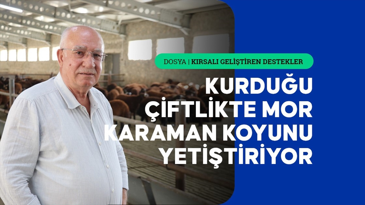 tkdk-destegiyle-kurdugu-ciftlikte-mor-karaman-koyunu-yetistiriyor-inwwevJF.jpg