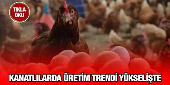 Kümes Hayvancılığı Üretimi