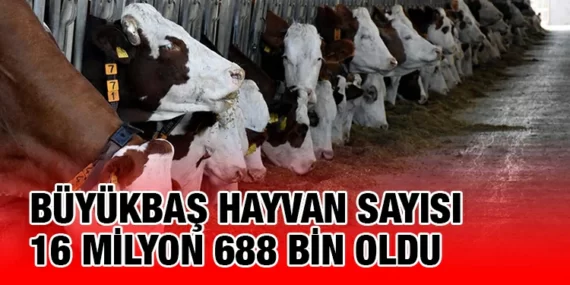 Hayvansal Üretim İstatistikleri