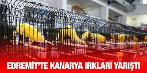 DÜNYANIN İLGİSİNİ ÇEKEN KANARYA GÜZELLİK YARIŞMASI