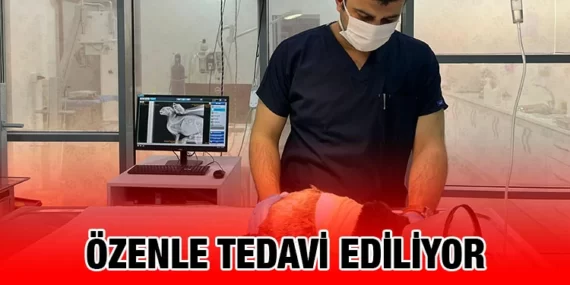 OLTA İĞNESİ YUTAN KEDİ BÜYÜKŞEHİR’İN TEDAVİ MERKEZİNDE GÜVENDE