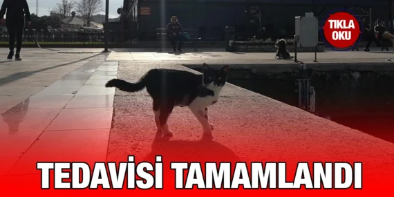 OLTA İĞNESİ YUTAN KEDİ DOĞAL ORTAMINA SALINDI