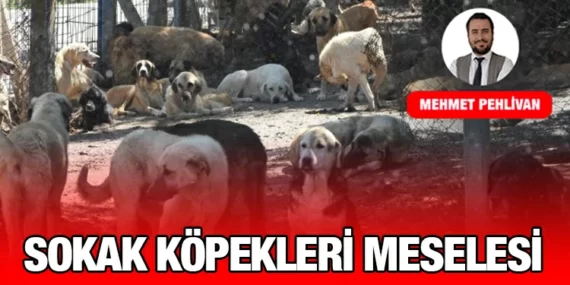 SOKAK KÖPEKLERİ MESELESİ