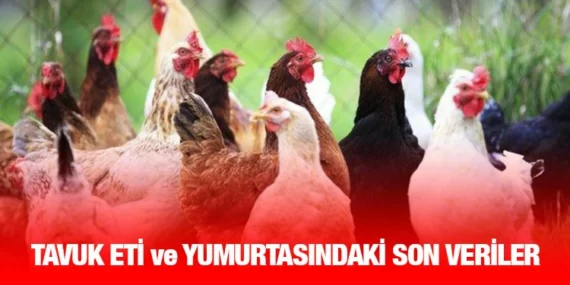 KÜMES HAYVANCILIĞI ÜRETİMİ