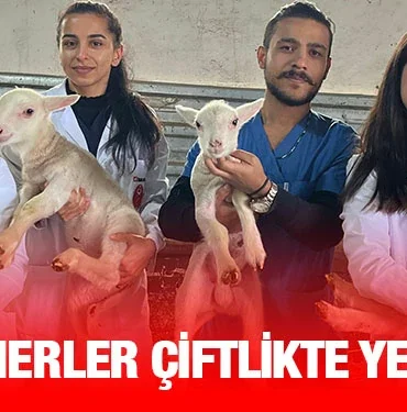 baun_krtier_haber